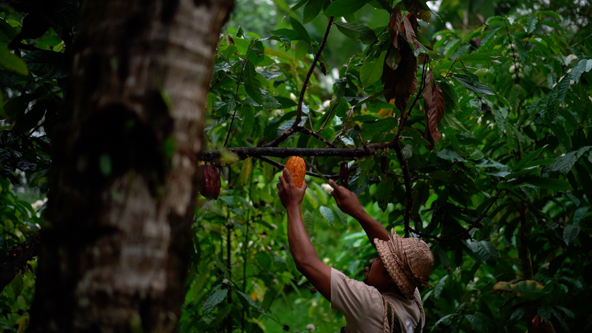 Buahan, a Banyan Tree Escape, uses fresh local produce to make its foods.