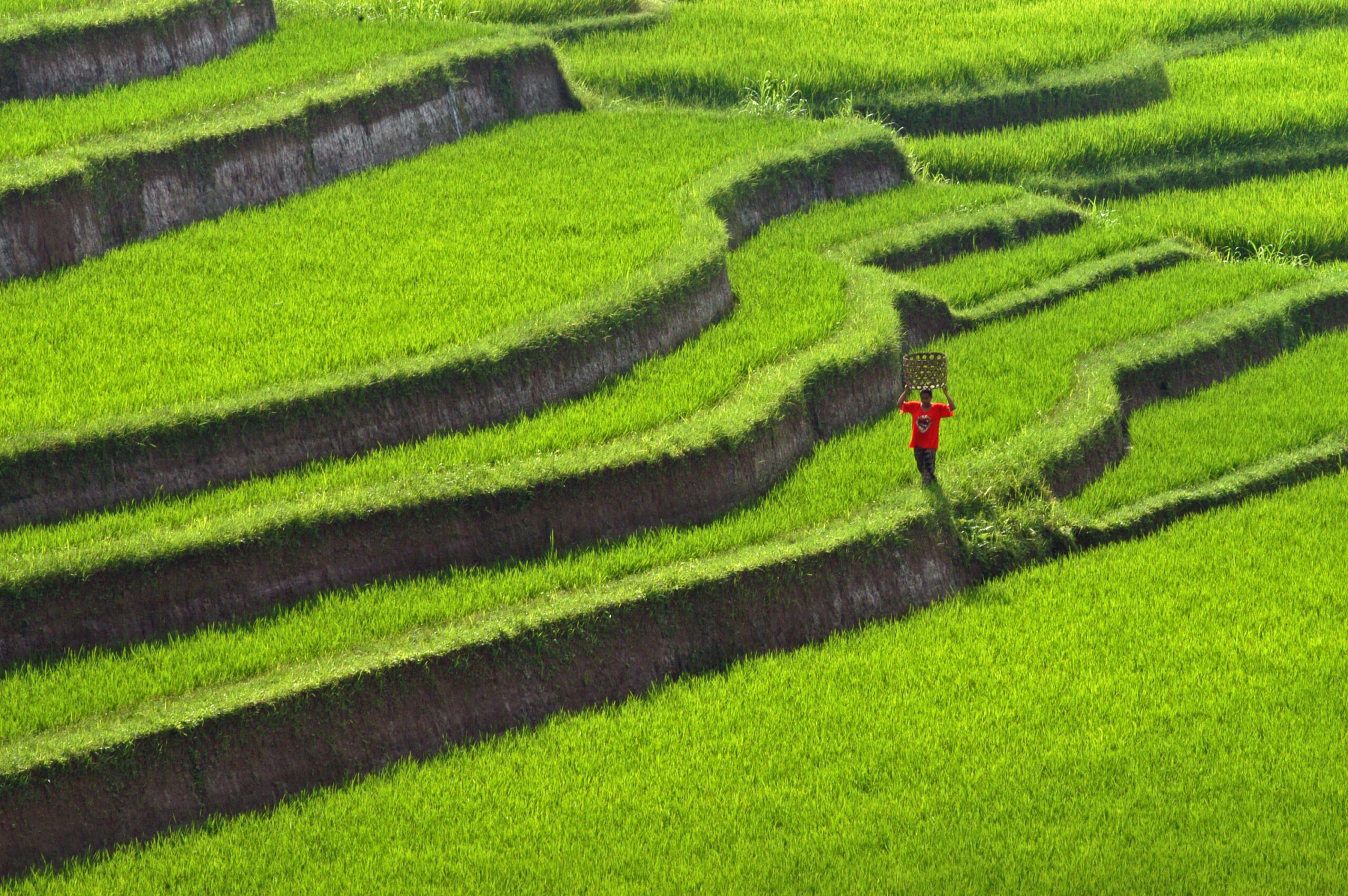 The Laguna Indigenous Bali