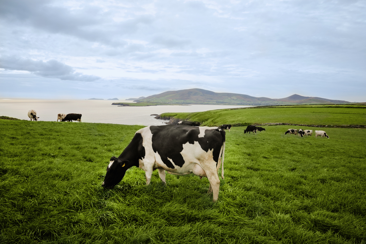 Irish Dairy, Savouring Grass-fed European Dairy from Ireland