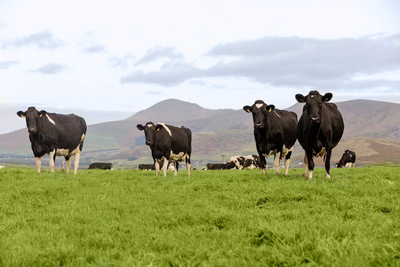 Irish Dairy, Savouring Grass-fed European Dairy from Ireland