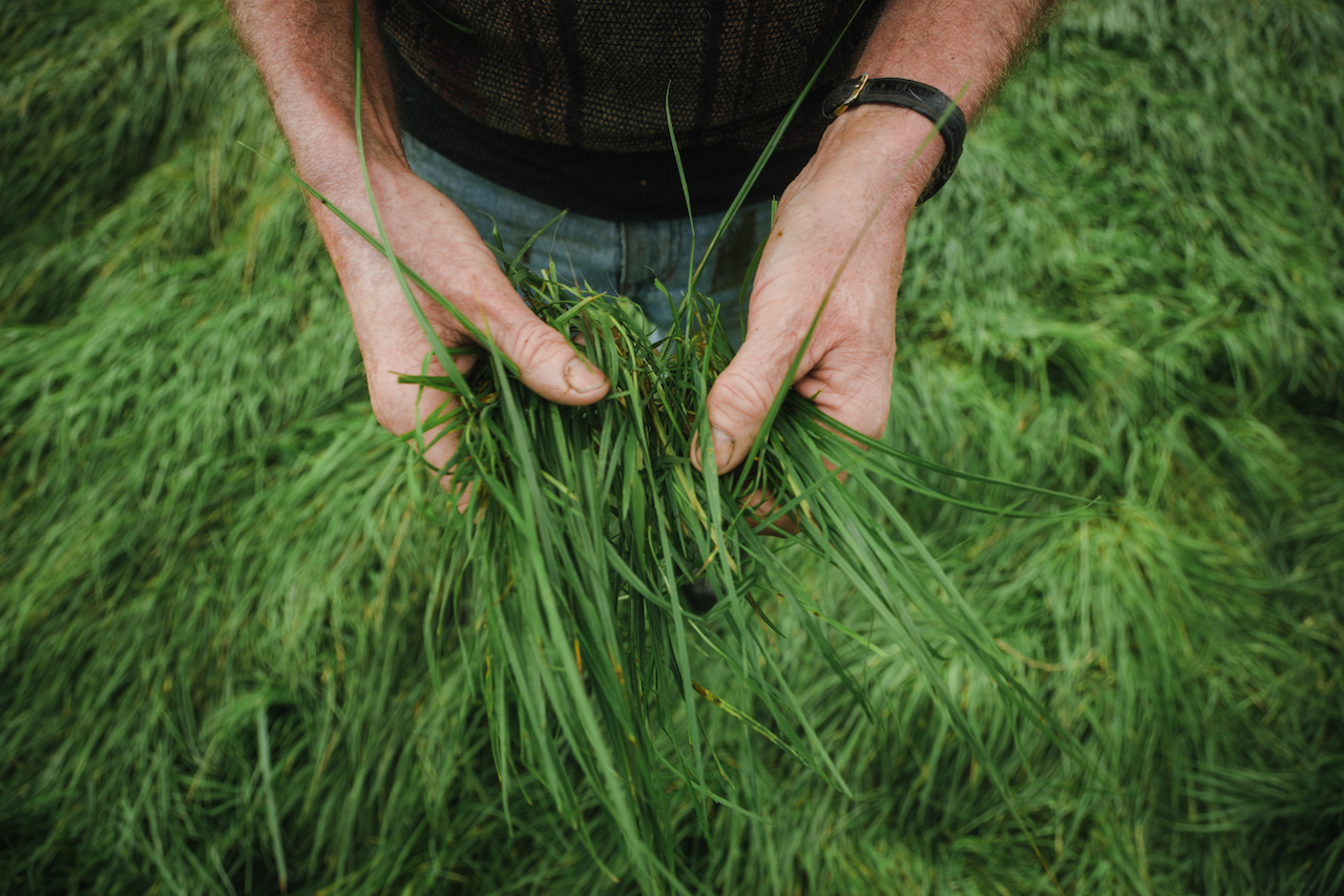 Irish Dairy, Savouring Grass-fed European Dairy from Ireland