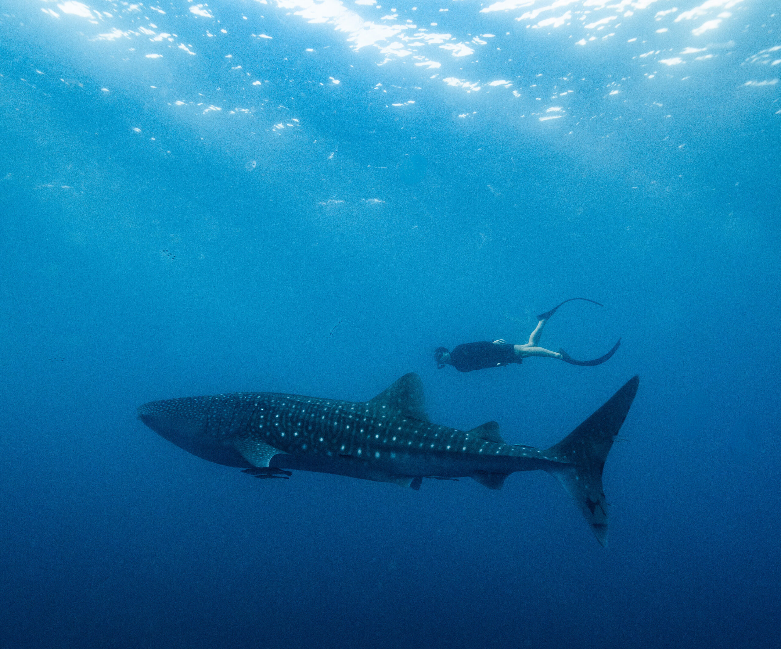 Whale shark encounter Saleh Bay Sumbawa Amanwana excursion